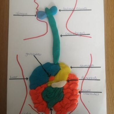 tsa_HomeLearningScience (61)